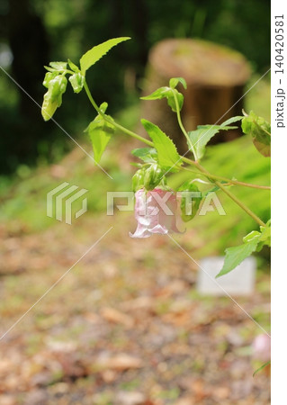 京都府立植物園の花々たち 140420581