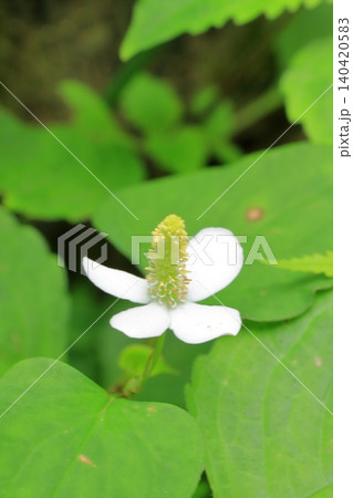 京都府立植物園の花々たち 京都府立植物園の花々たち 140420583
