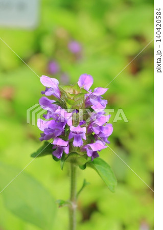 京都府立植物園の花々たち 京都府立植物園の花々たち 140420584