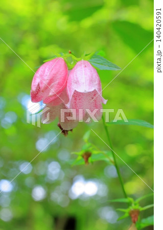 京都府立植物園の花々たち 京都府立植物園の花々たち 140420591
