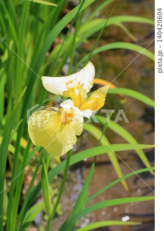 京都府立植物園の花々たち 京都府立植物園の花々たち 140420604