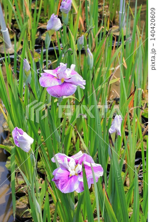 京都府立植物園の花々たち 京都府立植物園の花々たち 140420609