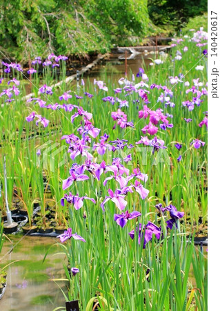 京都府立植物園の花々たち 京都府立植物園の花々たち 140420617