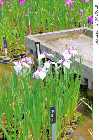 京都府立植物園の花々たち 京都府立植物園の花々たち 140420619