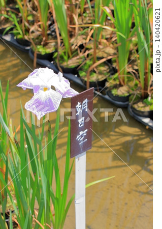 京都府立植物園の花々たち 京都府立植物園の花々たち 140420621