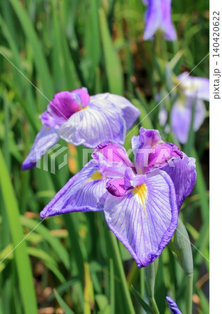 京都府立植物園の花々たち 京都府立植物園の花々たち 140420622