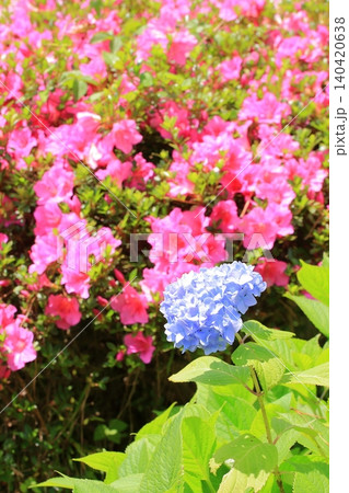 京都府立植物園の花々たち 京都府立植物園の花々たち 140420638