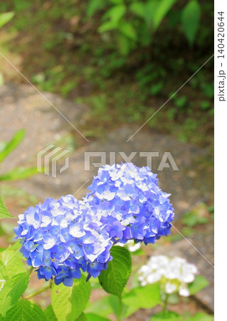 京都府立植物園の花々たち 京都府立植物園の花々たち 140420644