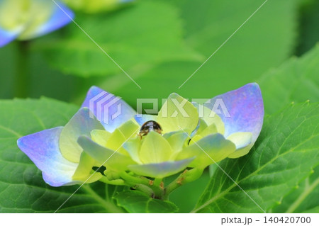 京都府立植物園の花々たち 京都府立植物園の花々たち 140420700