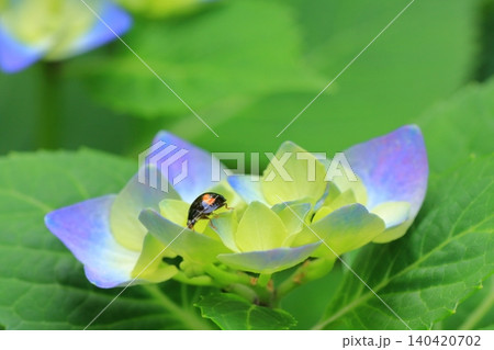 京都府立植物園の花々たち 京都府立植物園の花々たち 140420702
