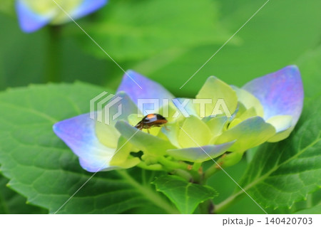 京都府立植物園の花々たち 京都府立植物園の花々たち 140420703