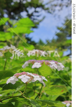 京都府立植物園の花々たち 京都府立植物園の花々たち 140420722