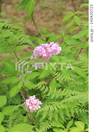 京都府立植物園の花々たち 京都府立植物園の花々たち 140420723
