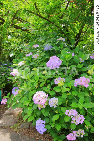 京都府立植物園の花々たち 京都府立植物園の花々たち 140420725