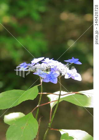 京都府立植物園の花々たち 京都府立植物園の花々たち 140420728
