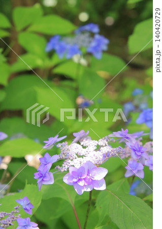 京都府立植物園の花々たち 京都府立植物園の花々たち 140420729