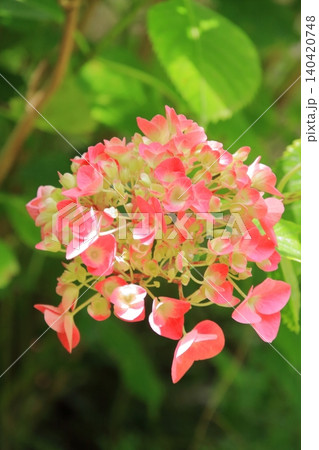 京都府立植物園の花々たち 京都府立植物園の花々たち 140420748