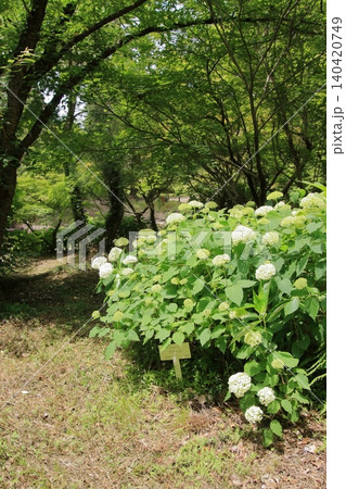 京都府立植物園の花々たち 140420749