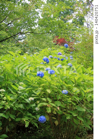 京都府立植物園の花々たち 140420751