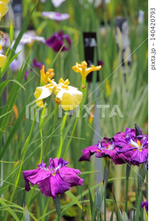 京都府立植物園の花々たち 京都府立植物園の花々たち 140420793