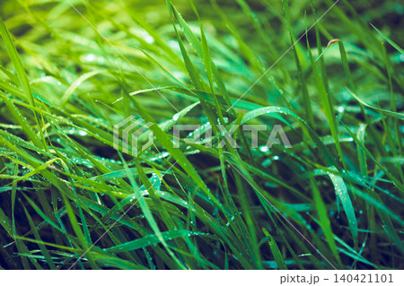 Green grass with dew drops in a sunny location during the morning hours Green grass with dew drops in a sunny location during the morning hours 140421101