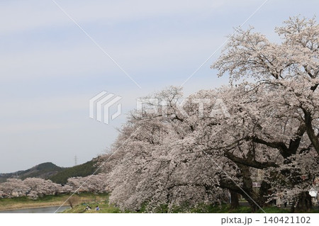 白石川沿いの一目千本桜 白石川沿いの一目千本桜 140421102