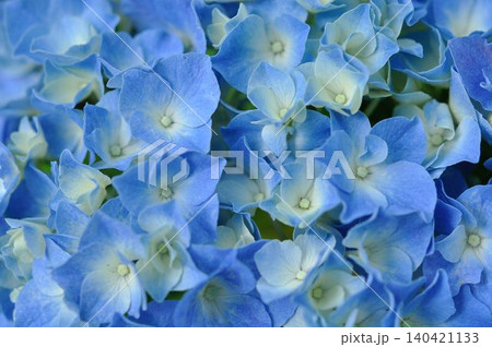 青い紫陽花 青い紫陽花 140421133