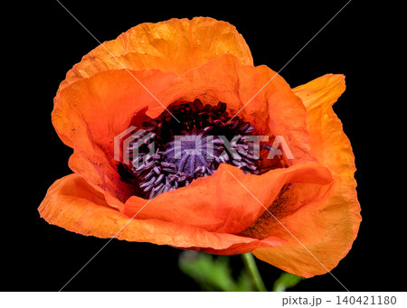 Beautiful Orange Red Poppy Flower on Plain Black Background Beautiful Orange Red Poppy Flower on Plain Black Background 140421180
