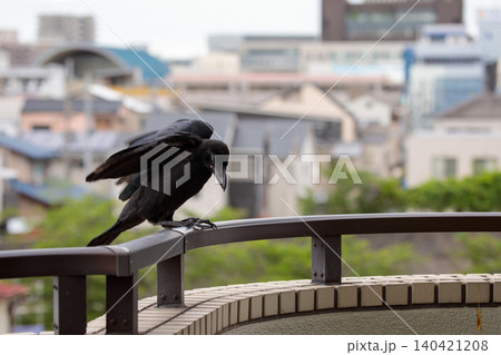親鳥を呼び続けるカラスの巣立ち 140421208