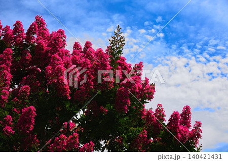 夏の青空の下で燃えるような赤のサルスベリの花 140421431