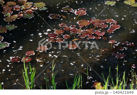 桜の花びらとスイレンの葉 桜の花びらとスイレンの葉 140421849