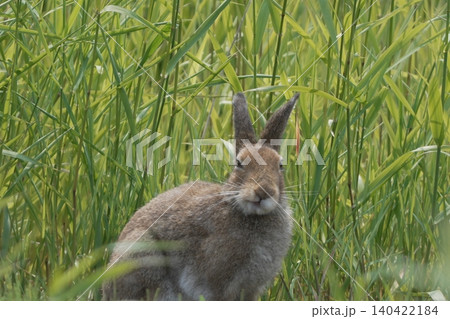 夏毛のエゾユキウサギが草むらで佇む姿（北海道の野生動物） 140422184