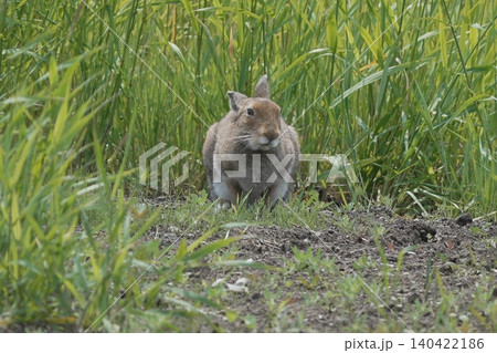 夏毛に生え変わったエゾユキウサギの野生姿 夏毛に生え変わったエゾユキウサギの野生姿 140422186