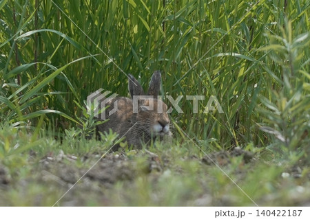 夏毛に生え変わったエゾユキウサギの野生姿 夏毛に生え変わったエゾユキウサギの野生姿 140422187