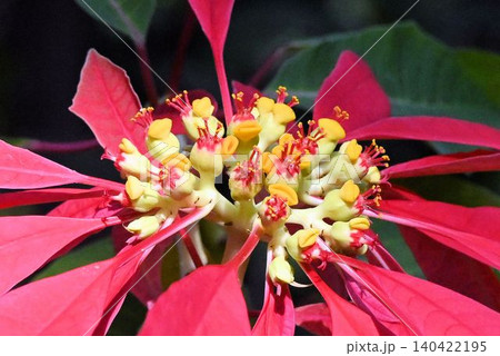 花を包み込んだ総苞に黄色の唇の蜜腺の花の花序が綺麗なポインセチアの原種のユーホルビア・ブルケリマ 140422195