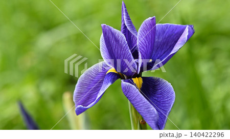 紫色の花びらに紫の菖蒲の花が咲いています 紫色の花びらに紫の菖蒲の花が咲いています 140422296