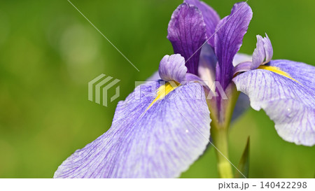 美しい花菖蒲 美しい花菖蒲 140422298
