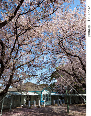 満開の桜に包まれる横浜西洋館 140422321