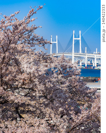 満開の桜に包まれる横浜西洋館 満開の桜に包まれる横浜西洋館 140422333
