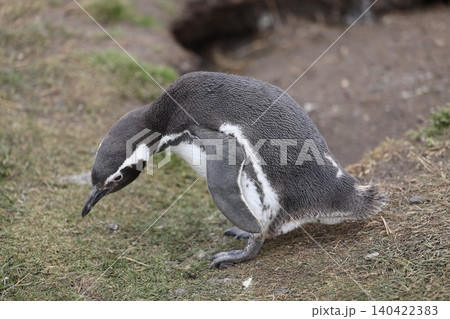 【アルゼンチン】ペンギン島のマゼランペンギン 140422383
