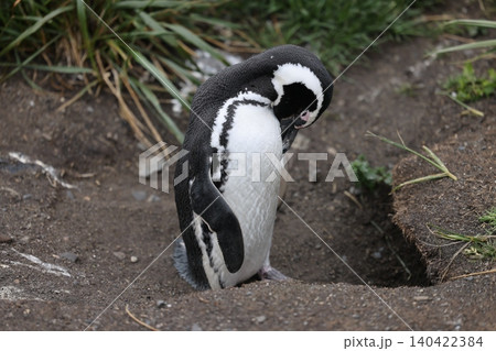 【アルゼンチン】ペンギン島のマゼランペンギン 【アルゼンチン】ペンギン島のマゼランペンギン 140422384