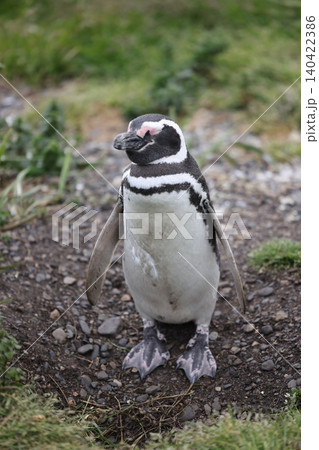 【アルゼンチン】ペンギン島のマゼランペンギン 【アルゼンチン】ペンギン島のマゼランペンギン 140422386