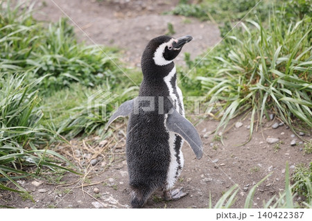 【アルゼンチン】ペンギン島のマゼランペンギン 140422387