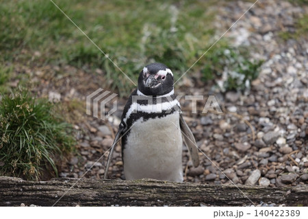 【アルゼンチン】ペンギン島のマゼランペンギン 140422389