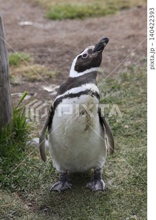 【アルゼンチン】ペンギン島のマゼランペンギン 140422393