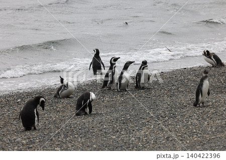 【アルゼンチン】ペンギン島のマゼランペンギン 140422396