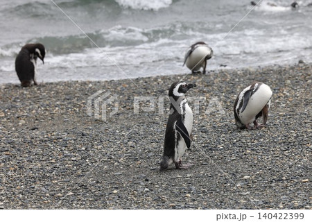 【アルゼンチン】ペンギン島のマゼランペンギン 【アルゼンチン】ペンギン島のマゼランペンギン 140422399