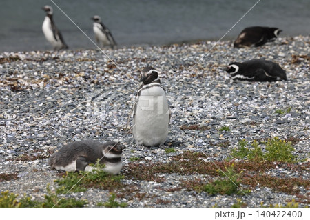 【アルゼンチン】ペンギン島のマゼランペンギン 【アルゼンチン】ペンギン島のマゼランペンギン 140422400