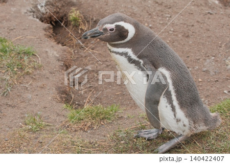 【アルゼンチン】ペンギン島のマゼランペンギン 140422407