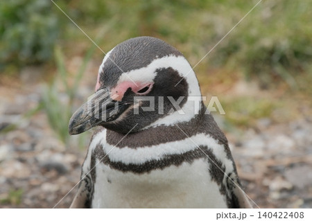 【アルゼンチン】ペンギン島のマゼランペンギン 【アルゼンチン】ペンギン島のマゼランペンギン 140422408